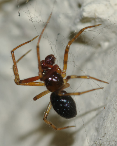 Coppia di Sardinidion blackwalli (Theridiidae)